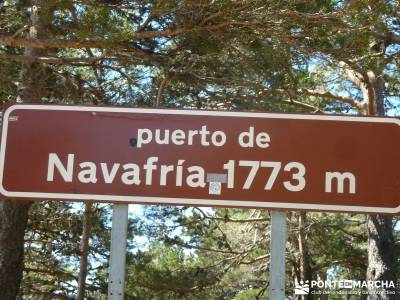 El pinar del Puerto de Navafría;sierra de gredos;selva de irati;amigos